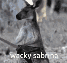 Wacky Sabrina GIF
