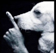 a black and white photo of a dog making a finger gesture