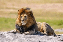 a lion is laying on top of a large rock .