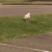 seagull stomping birdstomping