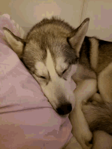 Husky Sleeping GIF