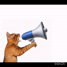 a cat is holding a megaphone that says animoooo on it