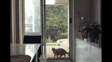 Mission: Impawsible GIF - Cats Screendoor Jump GIFs