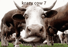 Cow Cow7 GIF - Cow Cow7 _7 GIFs