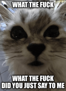 a close up of a cat with the words what the fuck what the fuck did you just say to me above it