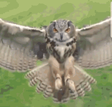 owl majestic beautiful landing eye