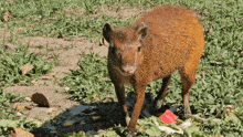 a small brown animal is standing in a field with a red tag that says ' coca cola ' on it