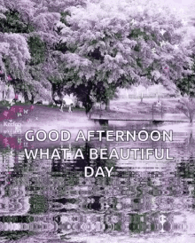 Good Afternoon What A Beautiful Day GIF - Good Afternoon What A Beautiful Day Flowers GIFs