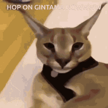 Floppa Hop On GIF - Floppa Hop On Gintama GIFs