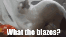 What The Heck What The Hell GIF - What The Heck What The Hell Funny Cat GIFs
