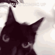 Cat Ssu GIF - Cat Ssu Scp GIFs