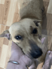 a close up of a person holding a dog
