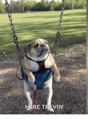 Really Funny Animals GIF - Really FunnyAnimals Dogs - Discover & Share GIFs