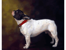 Animal Portraits Dog GIF - Animal Portraits Dog Puppy GIFs