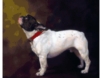 Animal Portraits Dog Sticker