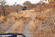 Lioness Africa GIF - Lioness Africa GIFs