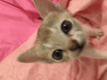 Singzpura Kitten Curious GIF - Singzpura Kitten Curious GIFs