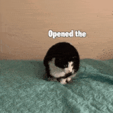 Funny Cat Slam Poetry Cat GIF