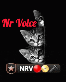 three kittens peeking out from behind a wall with nr voice written on the top