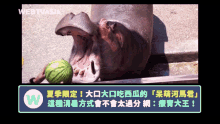 Watermelon Hippopotamus GIF - Watermelon Hippopotamus Eat GIFs