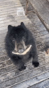 a small black bear laying on a wooden deck looking at the camera