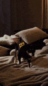 a black dog wearing a yellow shirt with the letter h on it runs on a bed