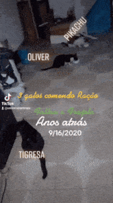 Gatos Oliver GIF - Gatos Oliver Frajola GIFs