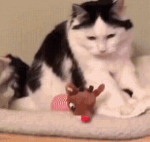 Snore Cat GIF - Snore Cat Snork GIFs
