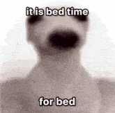 Bed Time Time For Bed GIF - Bed Time Time For Bed Bedtime Dog GIFs