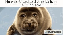 Sulfuric Acid Dip Balls GIF