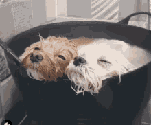 Puppies Cute GIF - Puppies Cute Dog GIFs