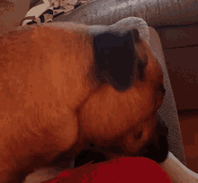 Licking Dog GIF - Licking Dog Pet GIFs