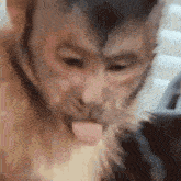 Monkey Selfie GIF - Monkey Selfie GIFs