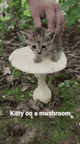 Lenny Confetti Kitty GIF - Lenny Confetti Kitty Cat GIFs