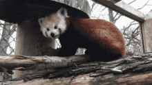 Red Panda Cute GIF - Red Panda Cute Lick GIFs