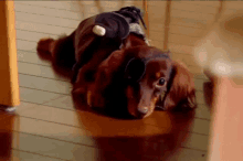Chocomimi Dog GIF - Chocomimi Dog Sad GIFs