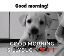 Good Morning Dog GIF - Good Morning Dog Puppy GIFs
