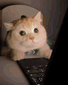 Cat Laptop GIF - Cat Laptop Take GIFs