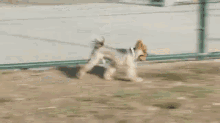 Just A Puppy And His Ball GIF - Puppy Fetch Dogpark GIFs