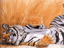 Tiger GIF - Tiger GIFs