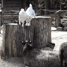 Goat Sleep GIF - Goat Sleep Cuddle GIFs