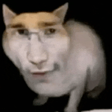 a cat with glasses on its face is looking at the camera and smiling .