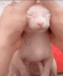Cat Funny GIF - Cat Funny Naked GIFs