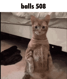 a cat is standing on its hind legs with the caption balls 508