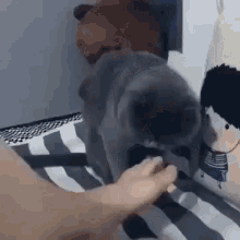 Cat Smelly GIF - Cat Smelly Feet GIFs