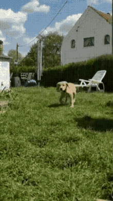 golden retriever running puppy happiness happy dog