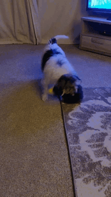 Dogs Playing GIF - Dogs Playing Dog GIFs