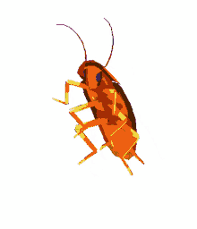 colorful dancing moves cockroach