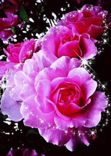 Rose Flower Pink Rose GIF