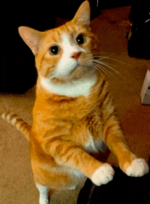an orange and white cat sitting on its hind legs looking at the camera